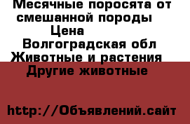 Месячные поросята от смешанной породы. › Цена ­ 1 500 - Волгоградская обл. Животные и растения » Другие животные   
